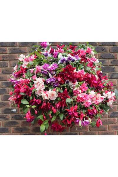 E-fidancim Sarkan Dev Çiçekli Fuchusia Karışık Küpeli Küpe Çiçeği Fidesi (10 ...