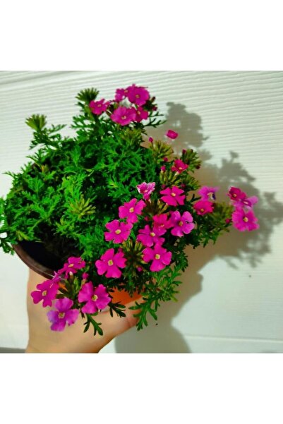 SARMASK Mine cicegi-yerötücü-mezar örten bitki- yayilici bitki -