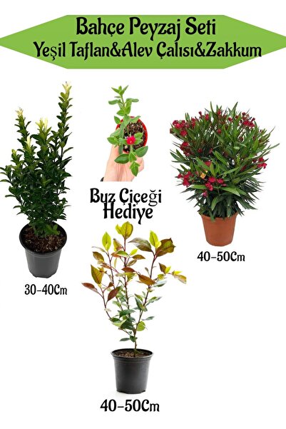 serada decor & plant Bahçe Peyzaj Seti 1 Adet Yeşil Taflan+1 Adet Alev Çalısı...