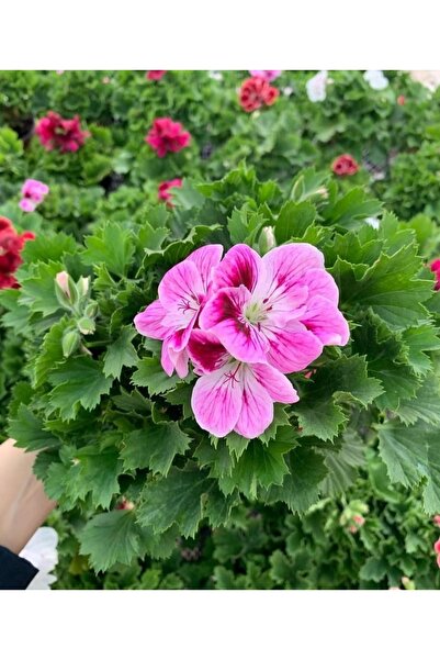 SARMASK Ceylangözü Sardunya - Dolgun Form - Tomurcuklu Form(35-45CM) (pembe-k...