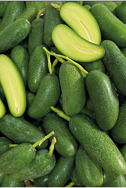 ECOLIFE TROPICAL Bebek Avokado 500 gr -anamur - Çekirdeksiz -taze Hasat