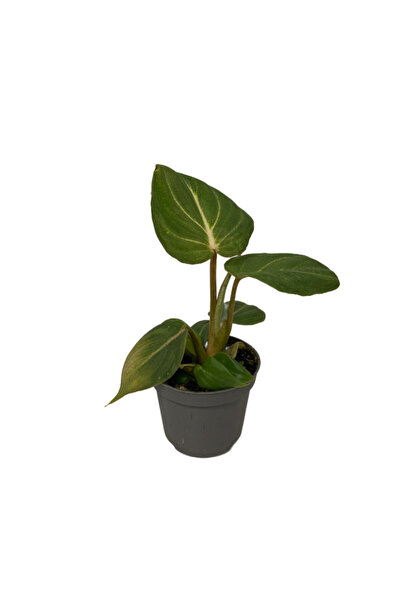 Betonish Philodendron Gloriosum