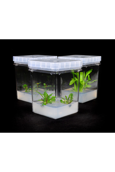 Magenta ™ vessel GA7 Bitki Doku Kültür Kabı 5 ad/ pk