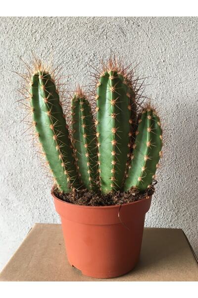 SUKULENTİSTANBUL Neocardinazia Herzogiana Kaktüs Büyük Boy - 10,5cm Saksıda K...