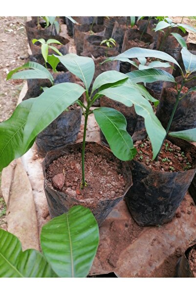 damla su çiçek Mango fidanı 20-30 cm