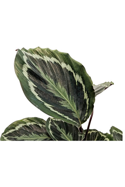 Fintarla Calathea Medallion (Dua Çiçeği) 30-40 cm İthal Salon Bitkisi