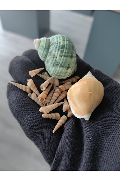 love your shell Deniz kabuğu seti ; 1 Adet yeşil + 1 Adet strombidae + 20 minare