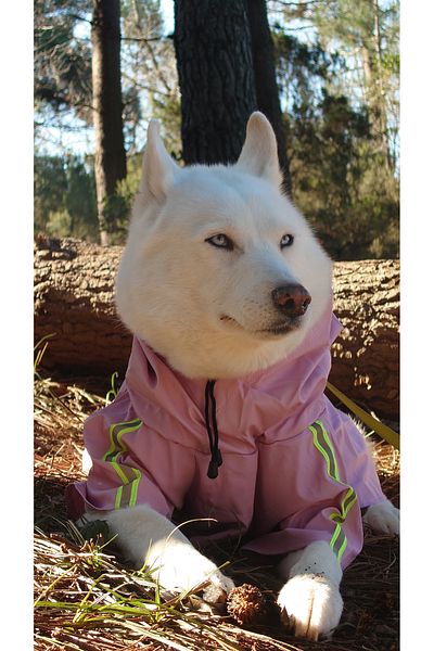 Holidog Waterproof Raincoat - Dog Raincoat with Body Fixing Detail Reflective