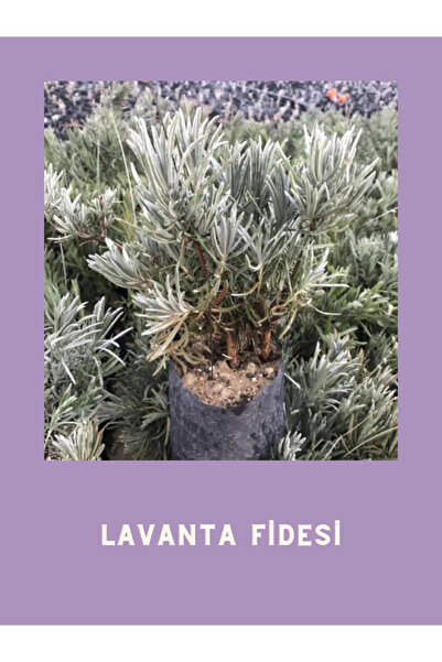 Mimoza Tüplü Yoğun Kokulu Aromatik Lavanta Fidanı