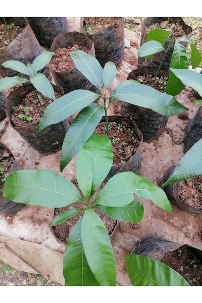 damla su çiçek Mango fidanı 20-30 cm