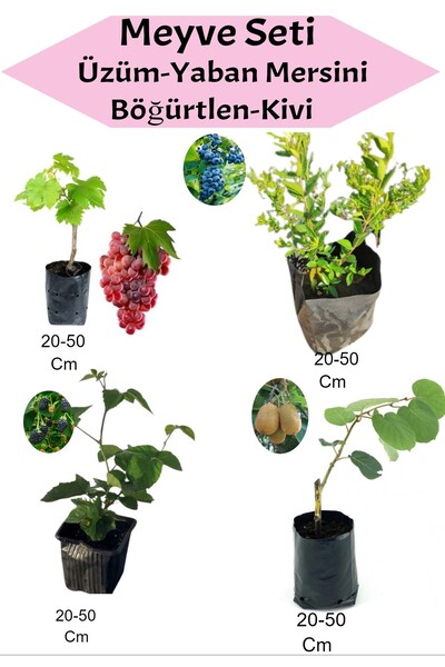 Bitkim Sende Meyve Seti 4'Lü Set Kırmızı Üzüm-Yaban Mersini-Böğürtlen-Kivi