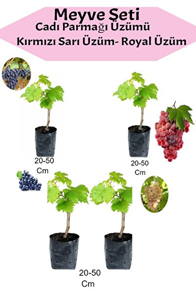 4-Piece Grape Set Witch Finger+ Red +Yellow+ Royal Grape Seedling