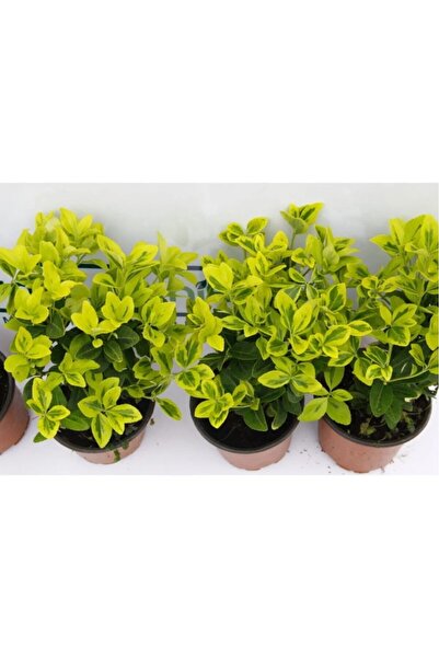 Antverm ALTUNİ TAFLAN DIŞ MEKAN PEYZAJ ÇİT 20-30 CM BOY 3 ADET