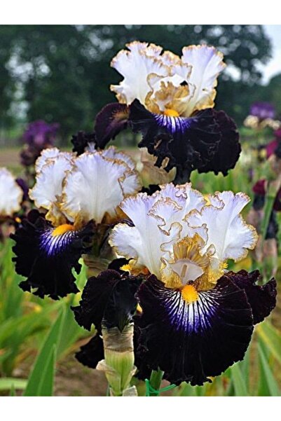 LOBELYA TOHUMCULUK 2 Adet Özel Kraliyet Süsen Çiçeği Soğanı