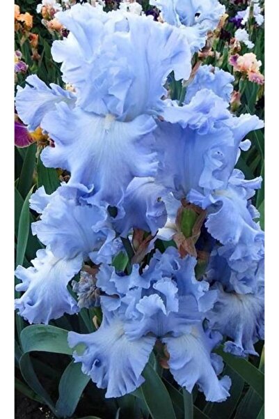 LOBELYA TOHUMCULUK 2 Adet Soft Mavi Renkli Süsen Çiçeği Soğanı