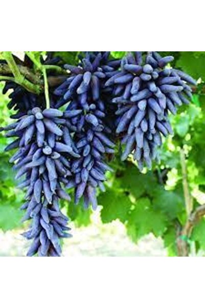 ADA TARIM 1 Adet Tüplü Üzüm Fidanı(cadı Parmagı) 1 Yaşında Aşılı