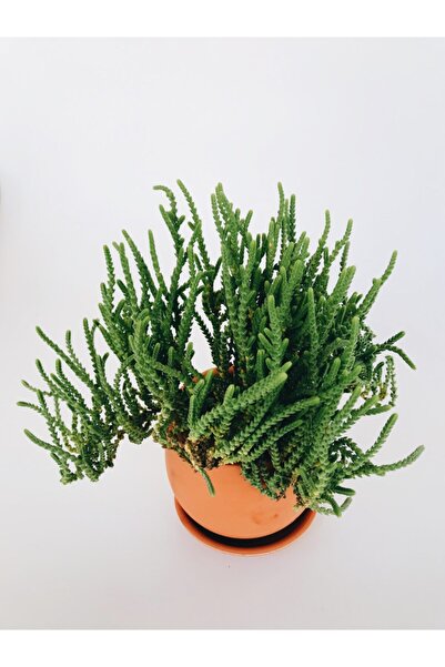 PLOT Prenses Çamı / Crassula Muscosa / Sukulent