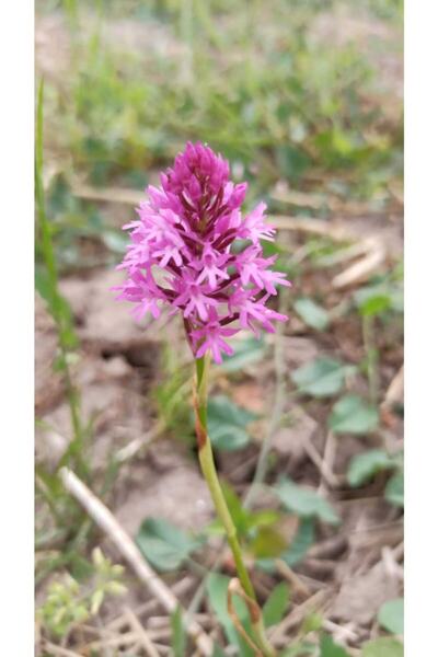 bakan tarım Salep Yumrusu 100 Adet