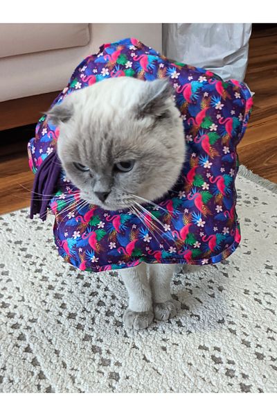 UTDpet Flamingo Patterned Cat and Dog Elizabeth Protective Collar