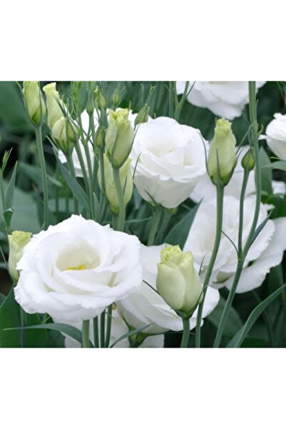 megcito Lisianthus Tohumu ( Lale Gül ) İri Çiçek Serisi - BEYAZ ( 5 Tohum )