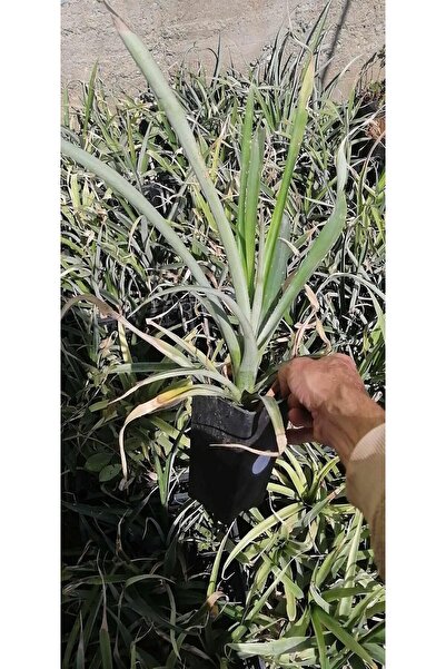 ZEYSEN TROPİKAL Ananas Fidesi  30-40 cm, İTHAL, Saksıda