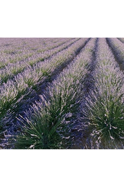 Maf Fidancılık MAF FİDANCILIK 10 Adet Açık Köklü Intermedia Lavanta Fidesi Fi...