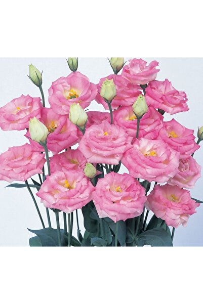 megcito Lisianthus Tohumu ( Lale Gül ) İri Çiçek Serisi - PEMBE ( 5 Tohum )