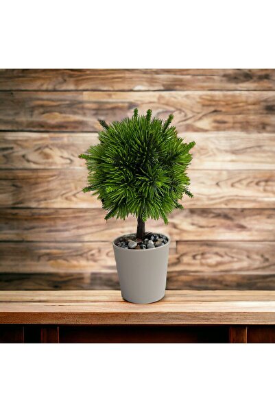 Live House Küçük Saksılı Top Çam Ağacı