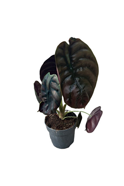 Betonish Alocasia Cuprea (Fil Kulağı)