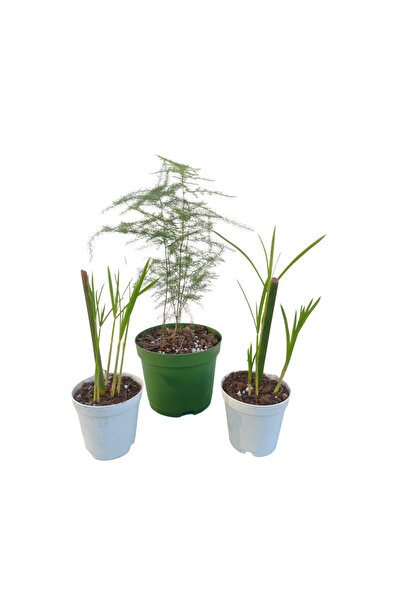 Bitkim Sende 3'Lü Set 2 Adet Japon Şemsiyesi+ 1 Adet Tül (5-10 Cm) Salon Bitkisi