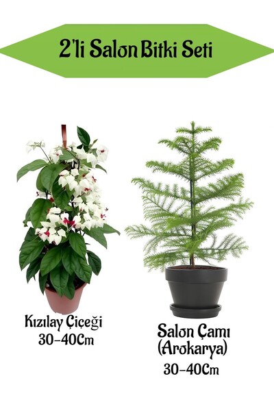 serada decor & plant 2'Li Set Kızılay Çiçeği+ Salon Çamı Bitkisi ( Arokarya)