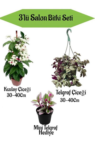 serada decor & plant Kızılay Çiçeği+ Askılı Saksılı Telgraf Çiçeği +Hediyelik Mini Telgraf Çiçeği