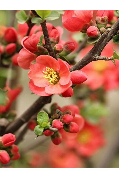 Bitkim Sende Videolu Canlı Kırmızı Renk 1 Adet Bahar Dalı Çiçeği Fidanı 40-60...