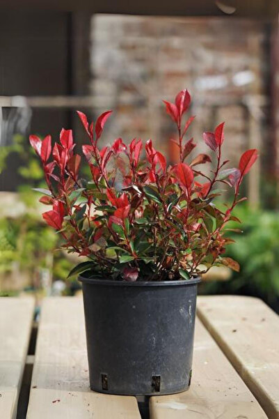 Garden Online Alev Çalısı Photinia Red Robin Canlı Dış Mekan Bitkisi 20 - 40 cm