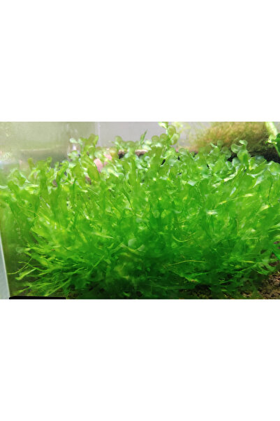 Oquanus Pellia Moss Akvaryum Canlı Bitki 200 Cc