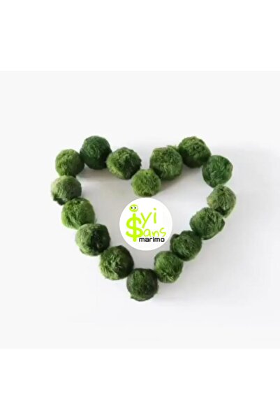 İyişans Marimo 15 adet Dev 5-8 cm Marimo Mossball Şans Yosun Topu