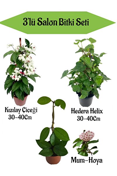 Bitkim Sende Kızılay Çiçeği+ Hedera Helix+ Mum Çiçeği
