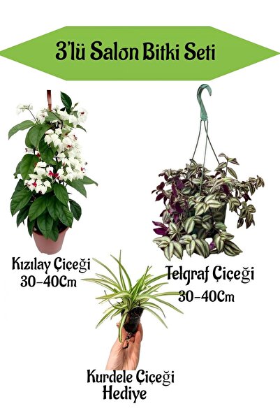 serada decor & plant Kızılay Çiçeği + Askılı Saksılı Telgraf Çiçeği+ Hediyeli...