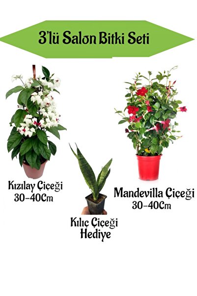 Bitkim Sende Kızılay Çiçeği+ Kırmızı Mandavilla Çiçeği+ Hediyelik Kılıç Bitkisi