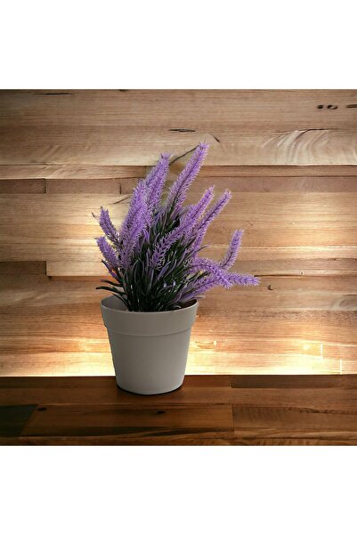 Live House Küçük Saksılı Lila Lavanta