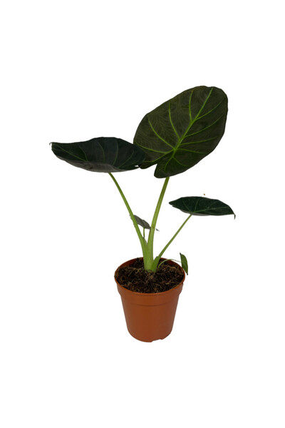 Betonish Alocasia 'Regal Shield' (Fil Kulağı)