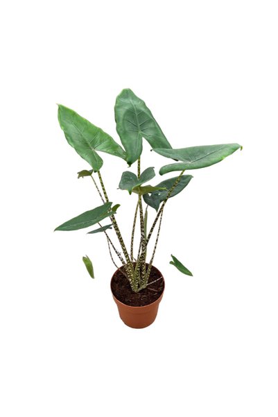 Betonish Alocasia Zebrina (Fil Kulağı)