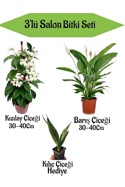 serada decor & plant Kızılay Çiçeği+ Barış Çiçeği+ Hediyelik Kılıç Bitkisi