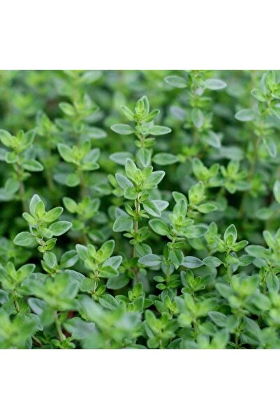 Lavanta Şarköy Dağ Kekiği Tohumu 1 gr