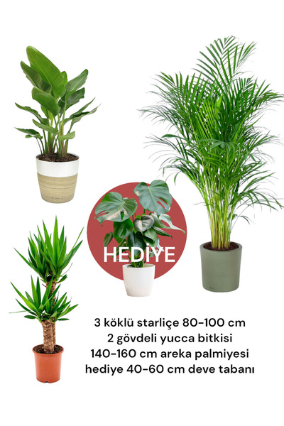 NADİR KAKTÜS Hediyeli Bitki Seti 1 - 3 Gövdeli Starliçe - Yucca 2'li - Areka ...