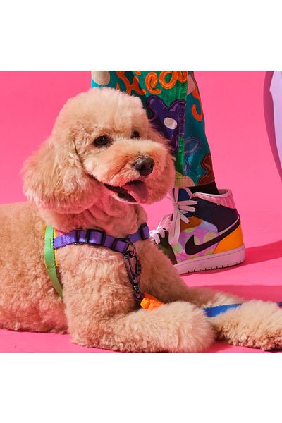 Bunico Dog Chest Collar - Rainbow