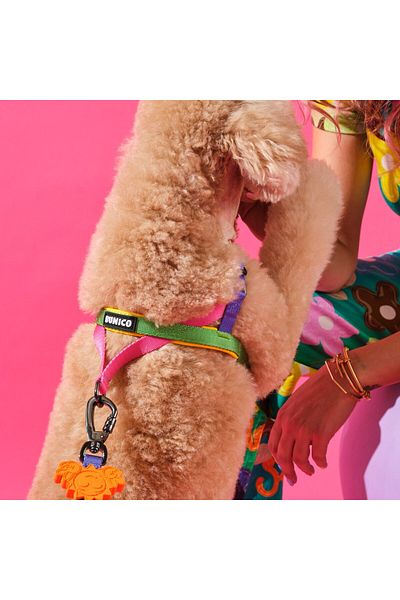 Bunico Dog Chest Collar - Rainbow