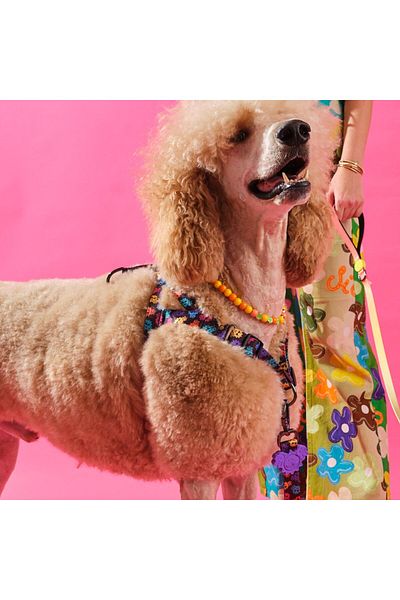 Bunico Dog Chest Collar - Smiley