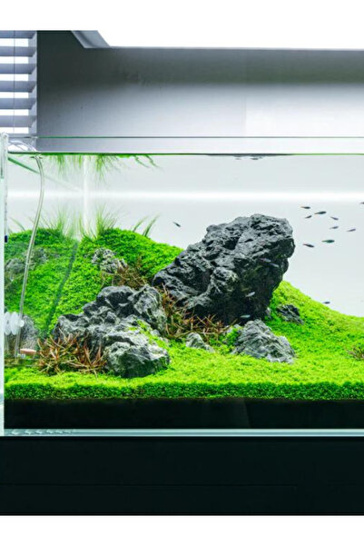 Akvaryumhane Akvaryum Zemin Bitkisi,Kolay Zemin Bitkisi, Micrhantemum Monte 200 cc İn Vitro Canlı Bitki