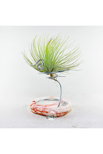 Gurme Bitki Tillandsia Andreana (M) - El Yapımı Standı Ile Hava Bitkisi Airplant